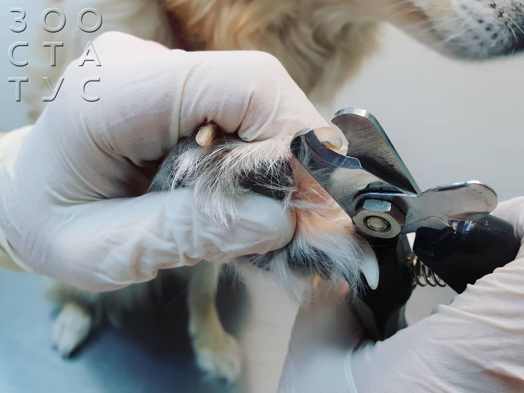 повреждения когтя