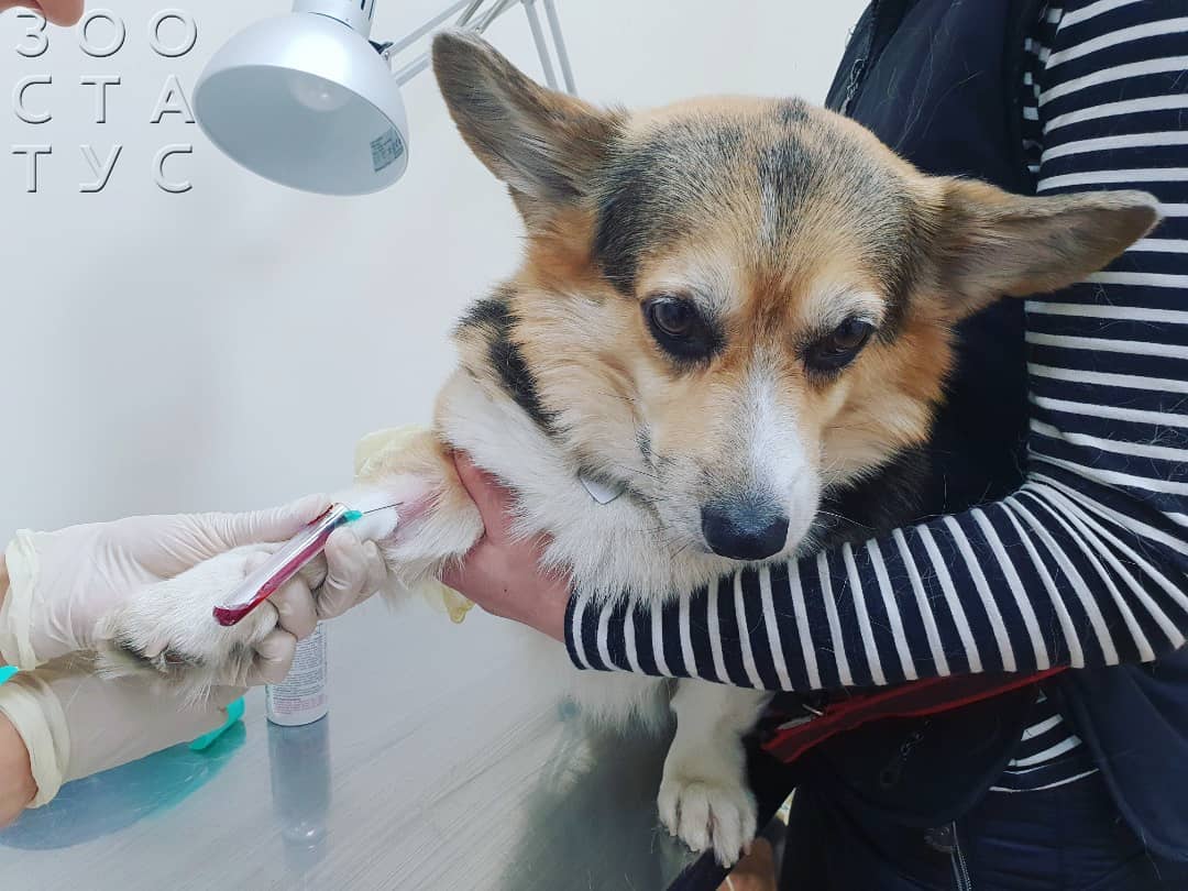 повышенная ЩФ у собак