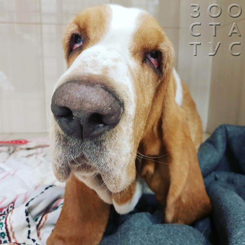 повышенная ЩФ у собак