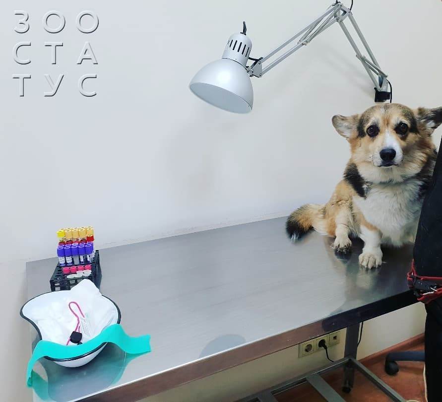 повышенная ЩФ у собак