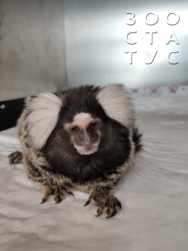 Прием радонтолога, герпетолога