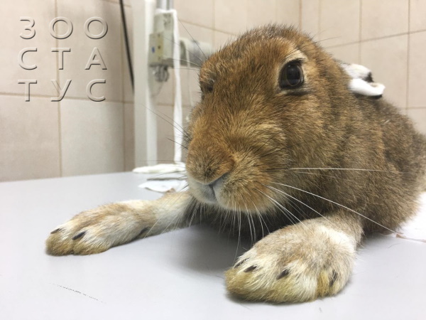 Прием радонтолога, герпетолога