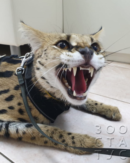 Прием радонтолога, герпетолога