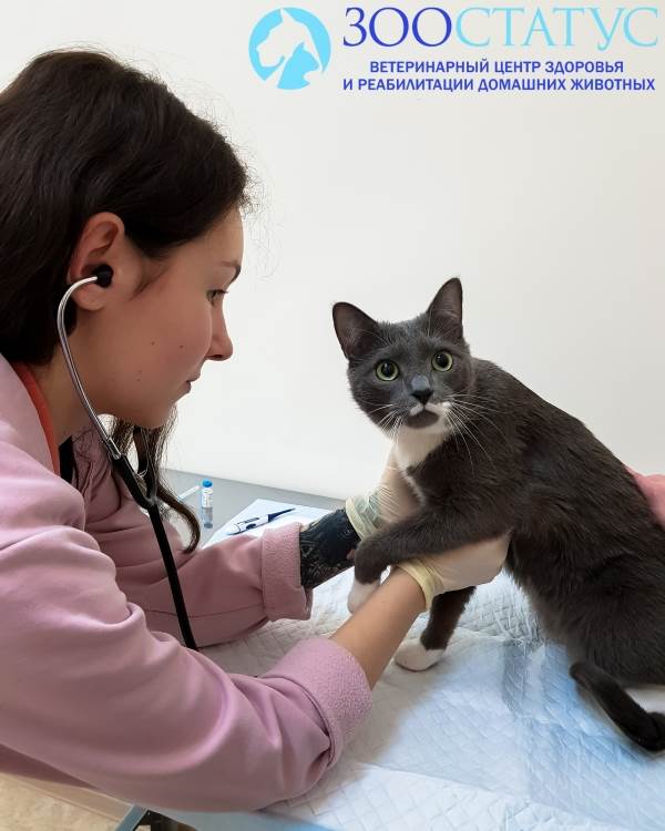 прививка от бешенства кошке