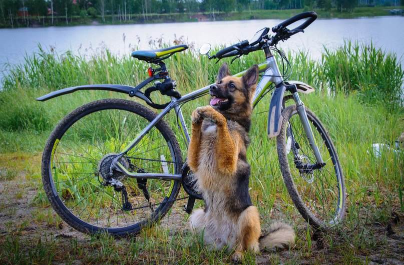 Как путешествовать с животными Фото