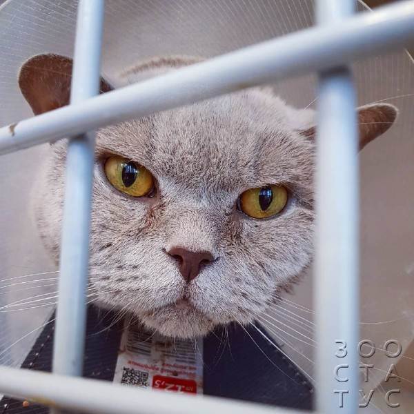 пероральная дача препарата животным