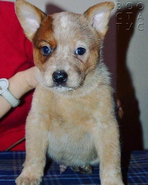 рахит и алиментарный гиперпаратиреоз у кошек и собак