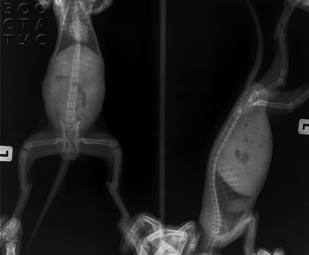 рахит и алиментарный гиперпаратиреоз у кошек и собак