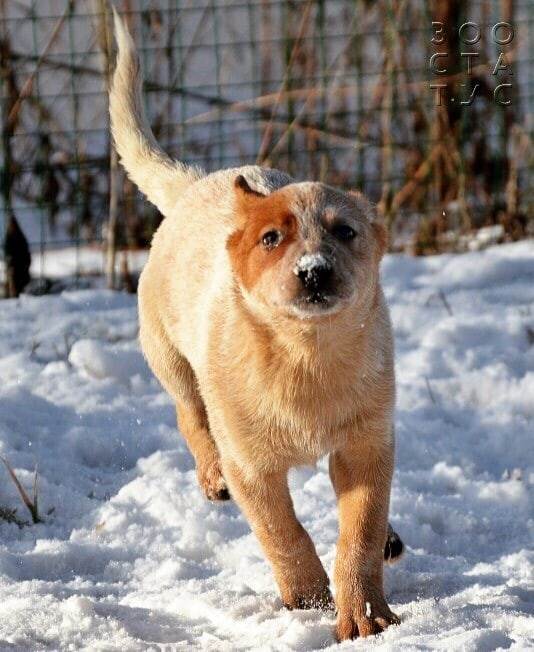 рахит и алиментарный гиперпаратиреоз у кошек и собак