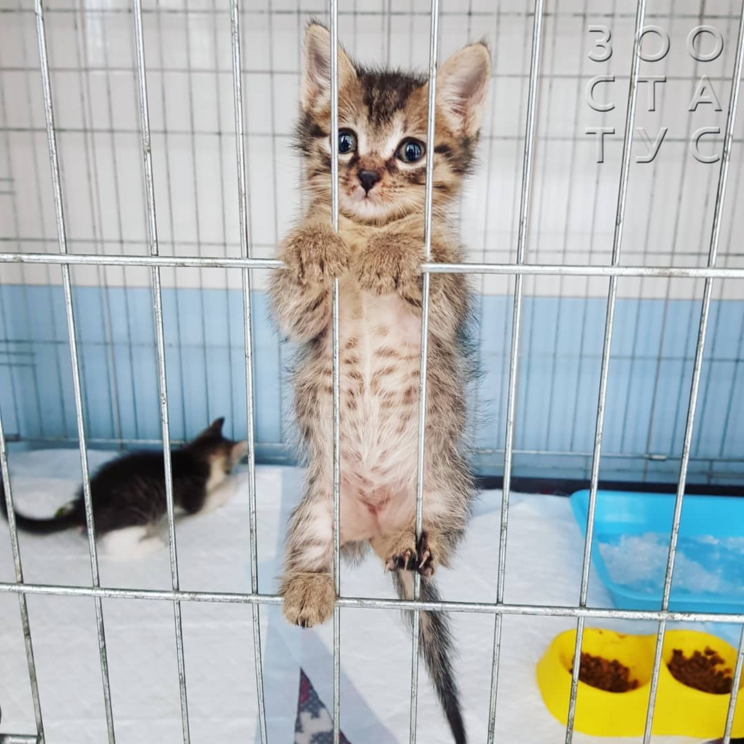 рахит и алиментарный гиперпаратиреоз у кошек и собак