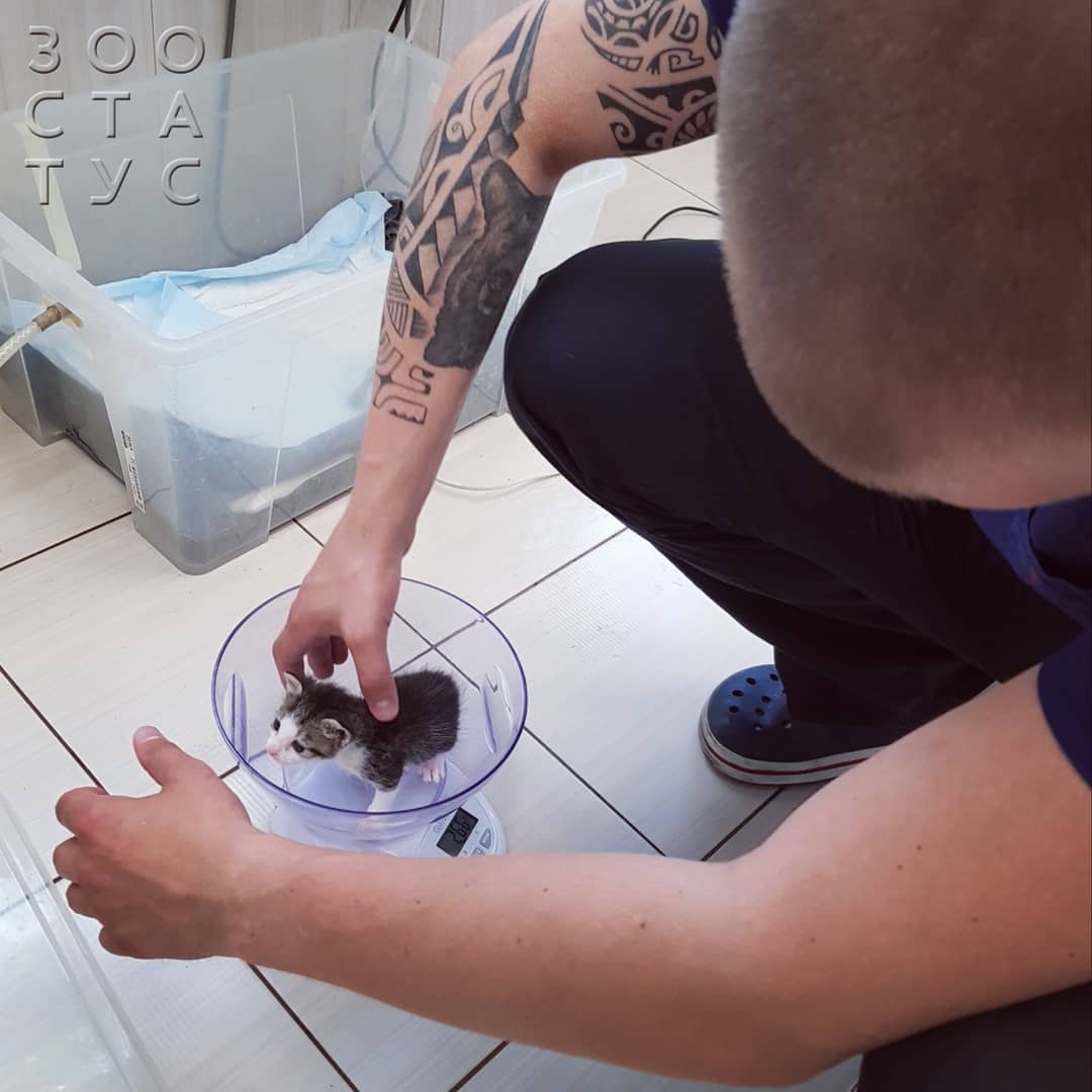 рахит и алиментарный гиперпаратиреоз у кошек и собак