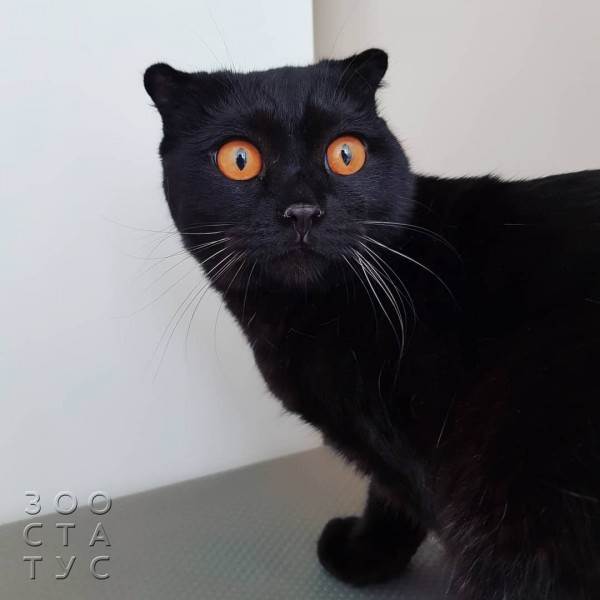 рейтинг кормов для кошек