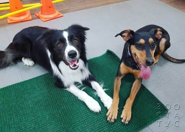 рейтинг кормов для кошек