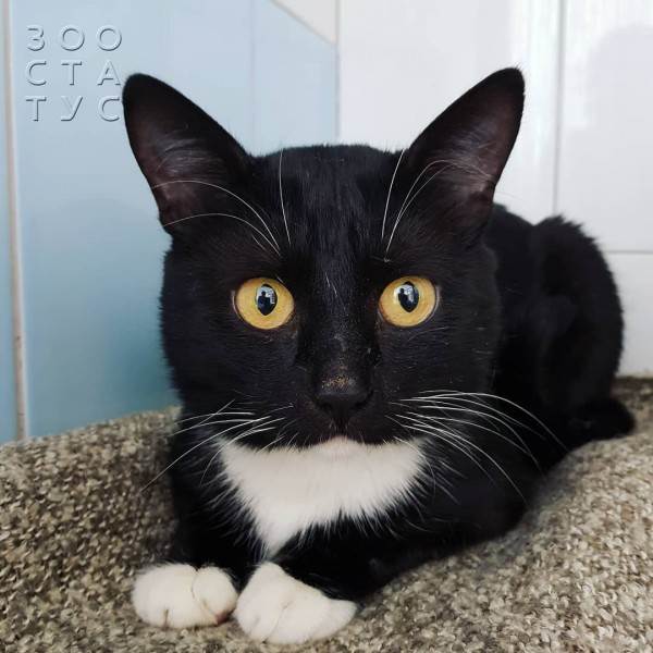 рейтинг кормов для кошек