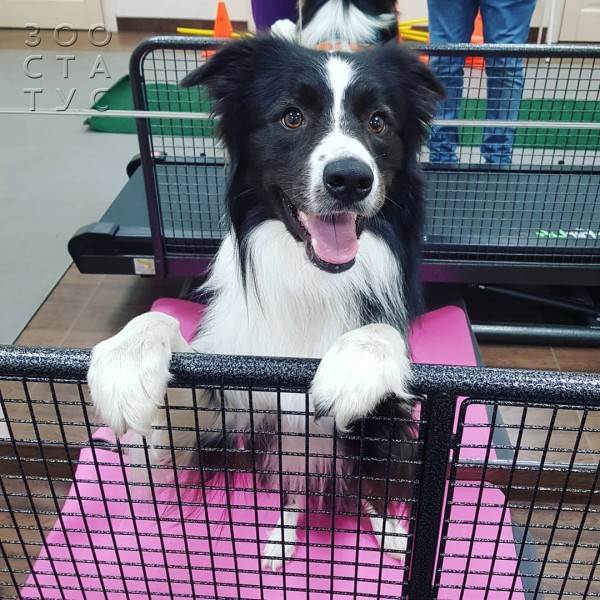 рейтинг кормов для кошек