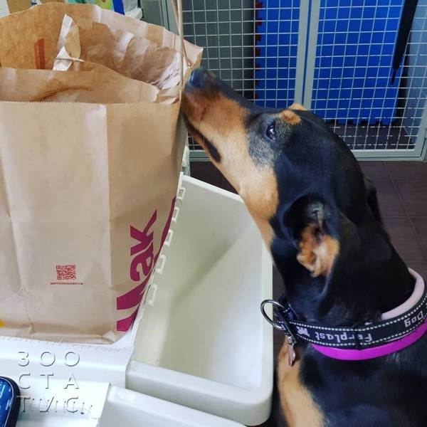 рейтинг кормов для кошек