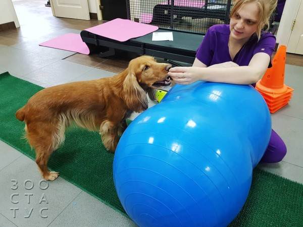 рейтинг кормов для кошек