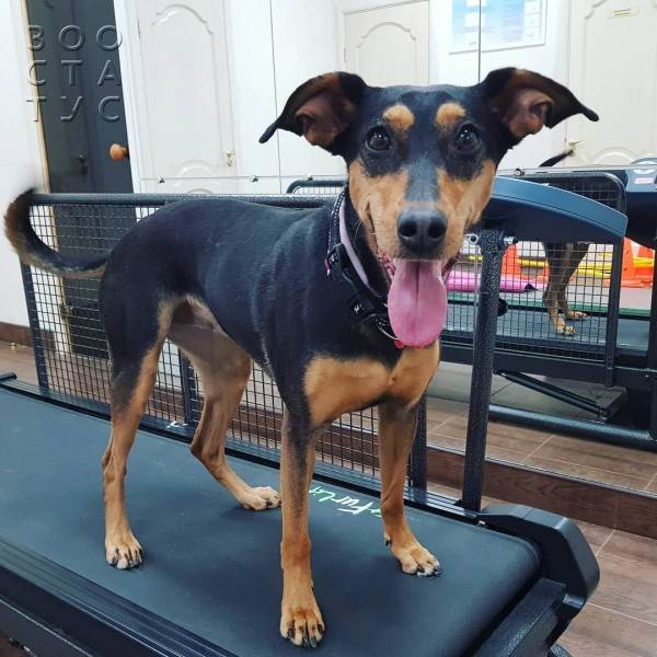 рейтинг кормов для кошек