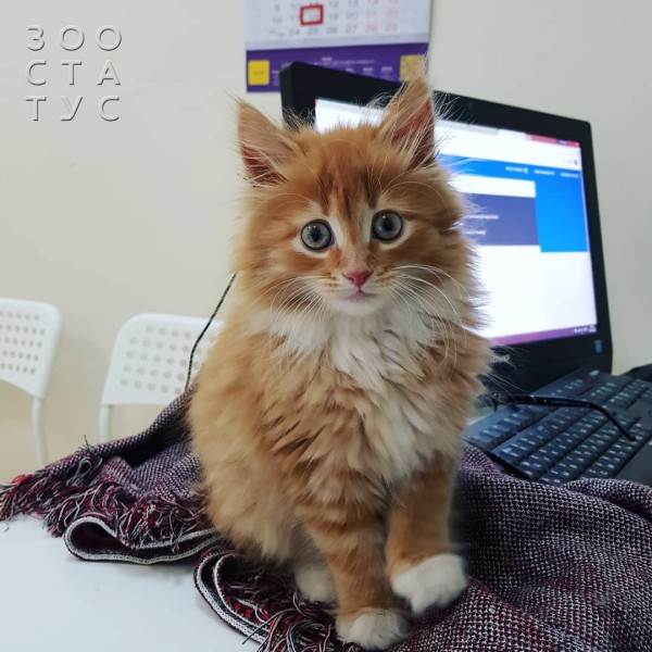 рейтинг кормов для кошек