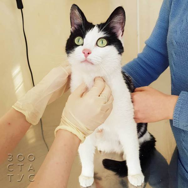 рейтинг кормов для кошек