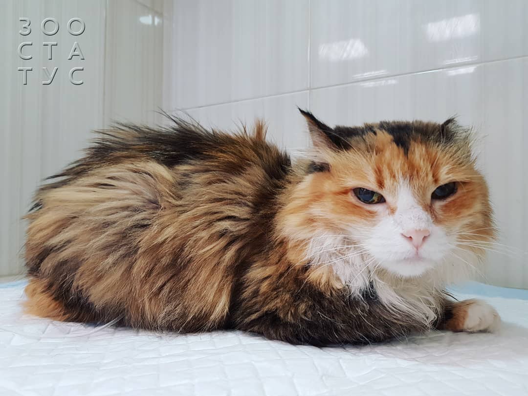 кошки с заболеваниями почек