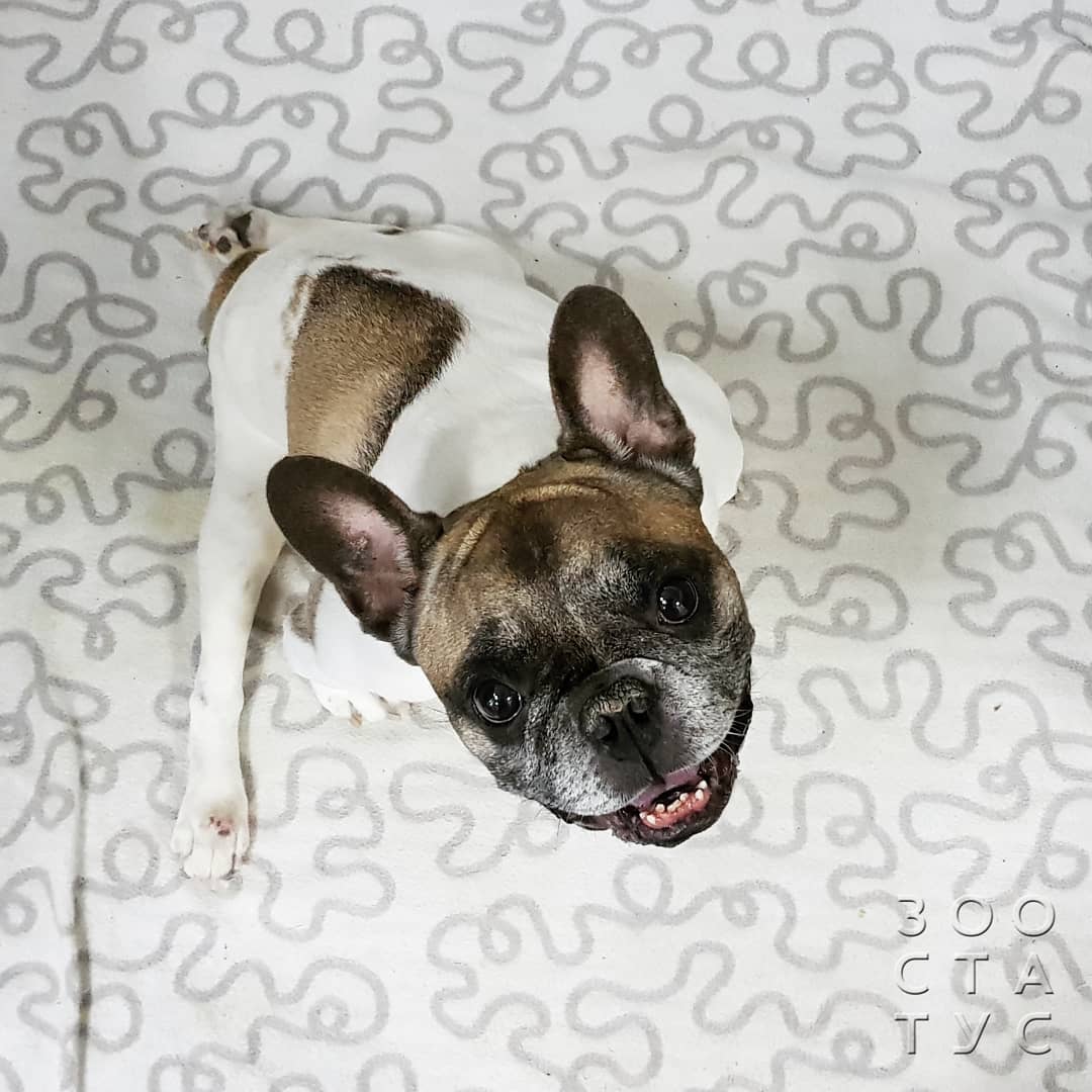 собака с заболеваниями почек