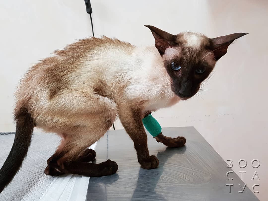 кошки с заболеваниями почек