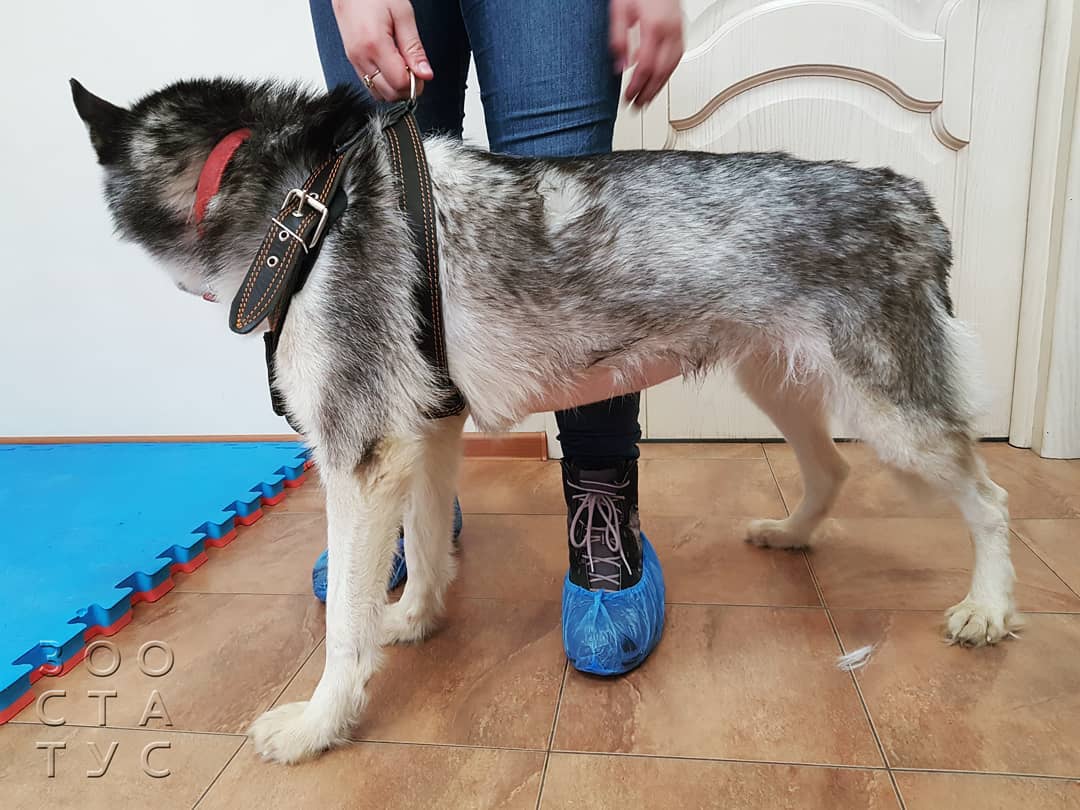 собака с заболеваниями почек