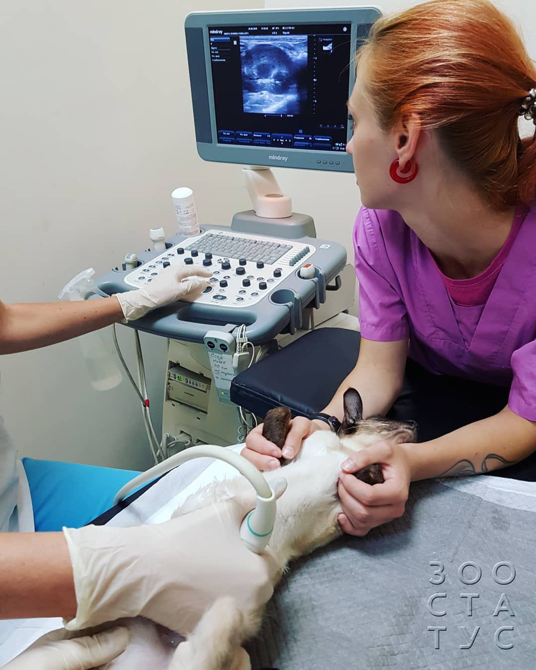 кошки с заболеваниями почек