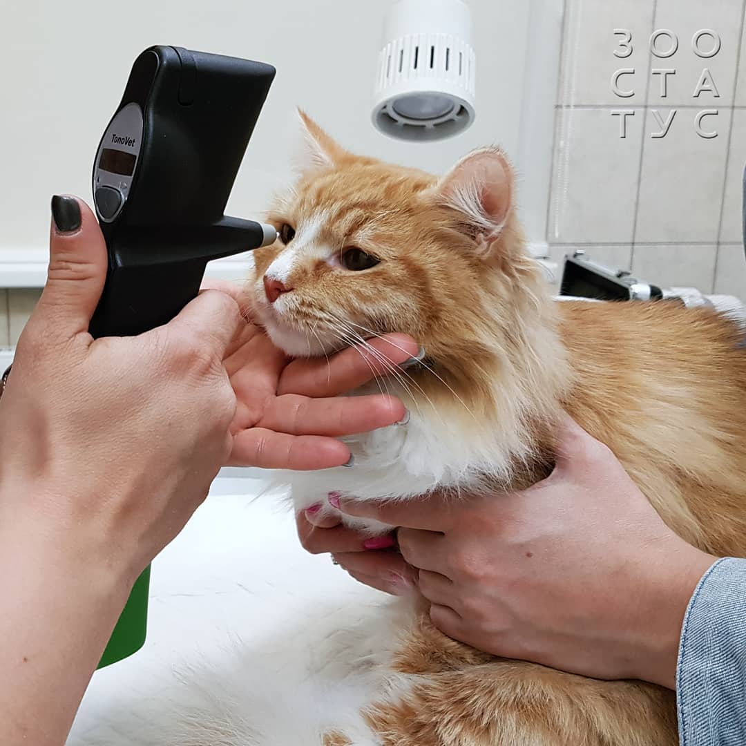 кошки с заболеваниями почек