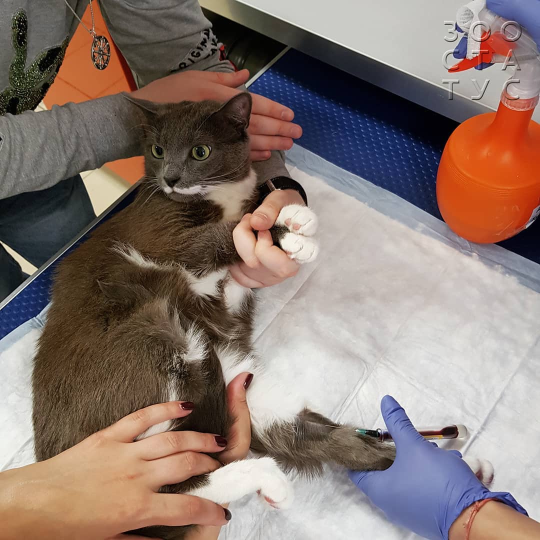 кошки с заболеваниями почек