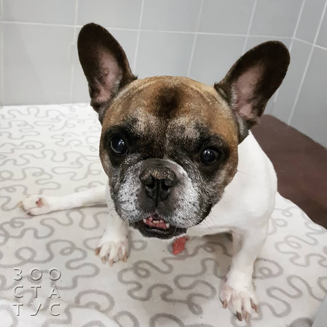 собака с заболеваниями почек