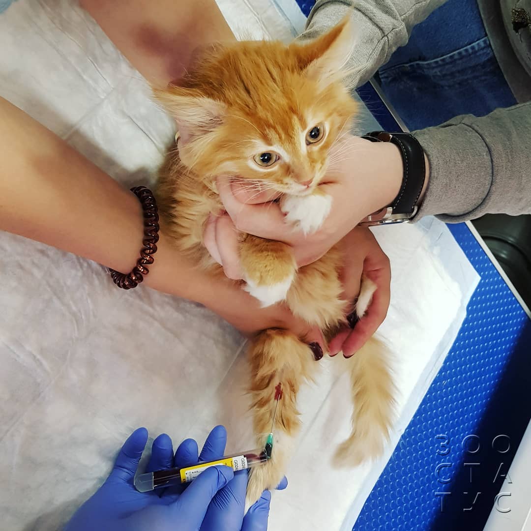 кошки с заболеваниями почек