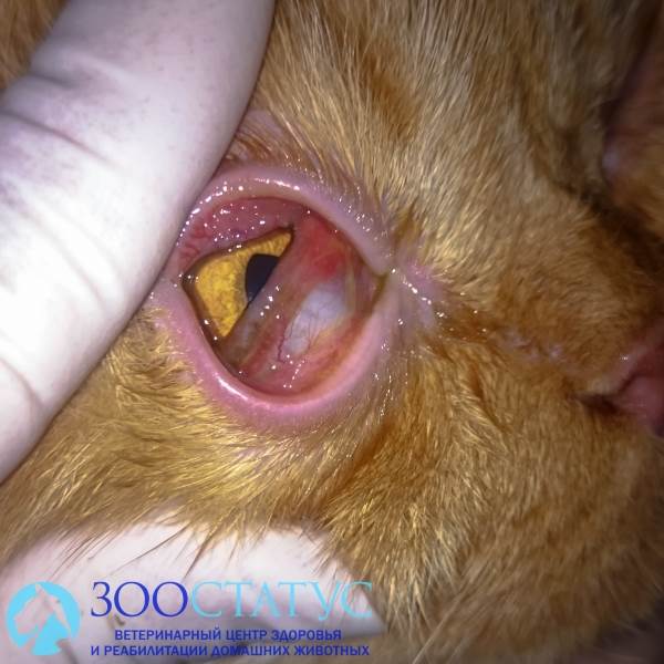 герпесвирус у кошек