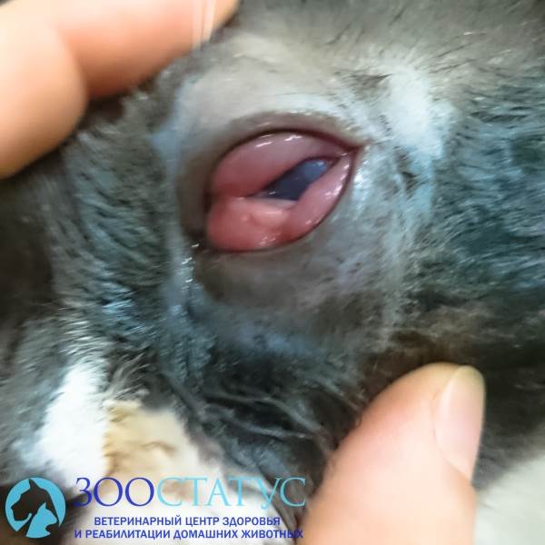 герпесвирус у кошек