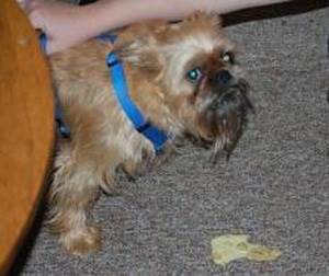 Рвота с желчью у собак Фото