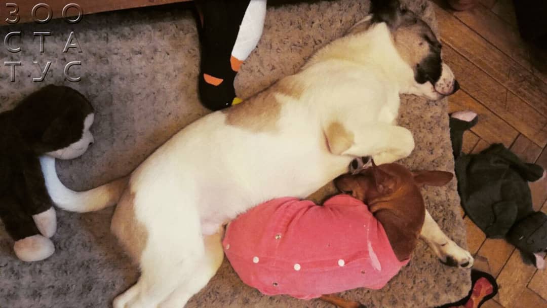 скачок роста у щенков