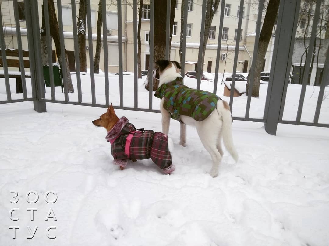 скачок роста у щенков