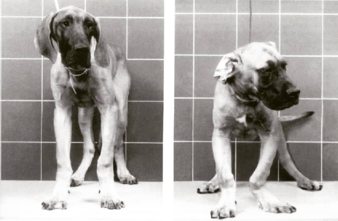 скачок роста у щенков