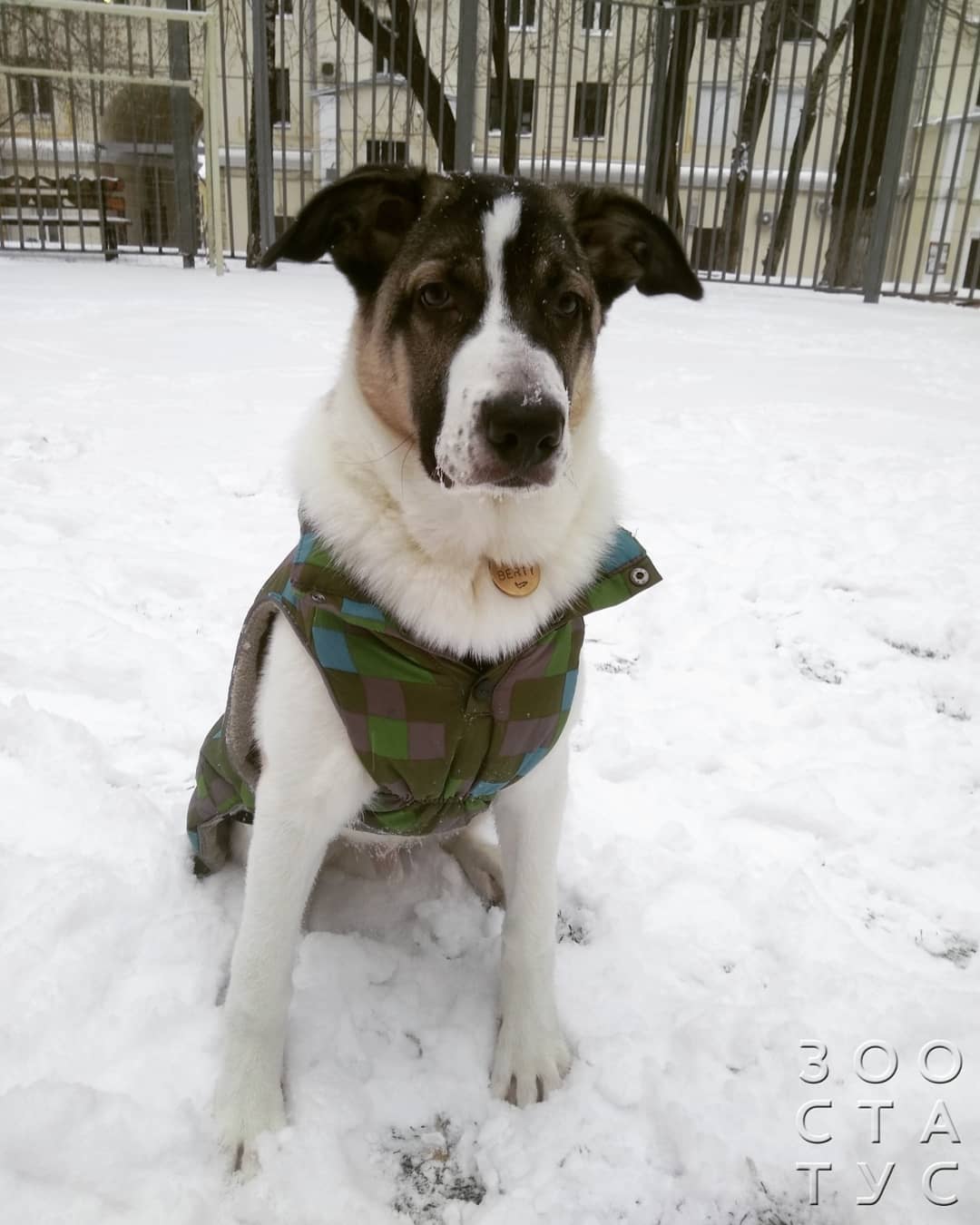 скачок роста у щенков