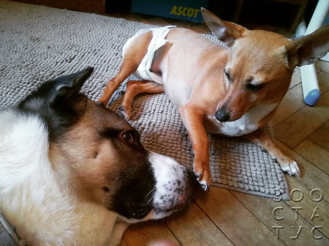 скачок роста у щенков