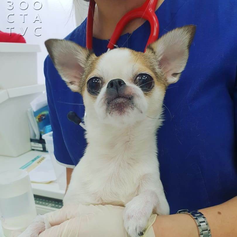 слизь в кале у собак