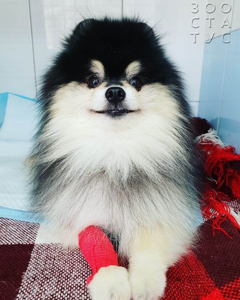 слизь в кале у собак