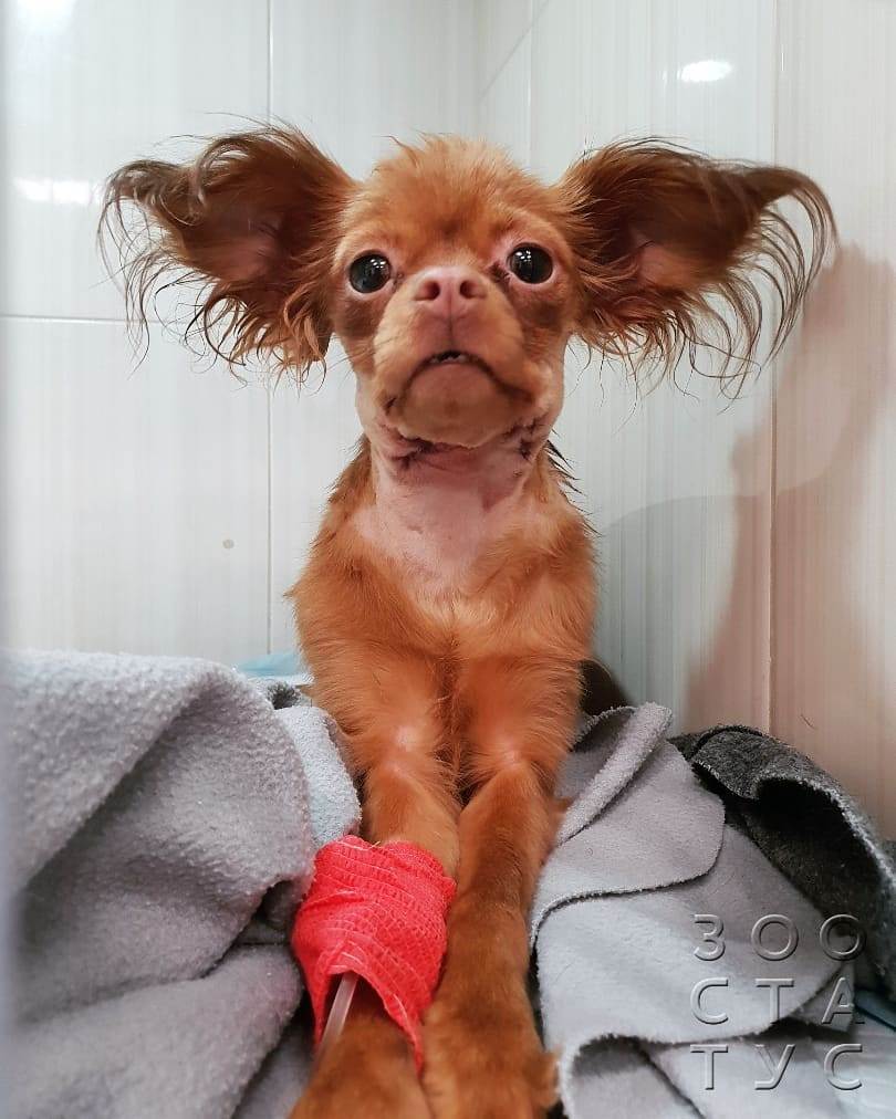 слизь в кале у собак