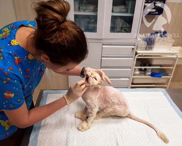 ветеринарные термины