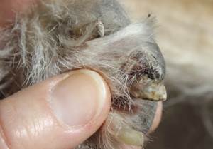 У собаки слоятся когти Фото