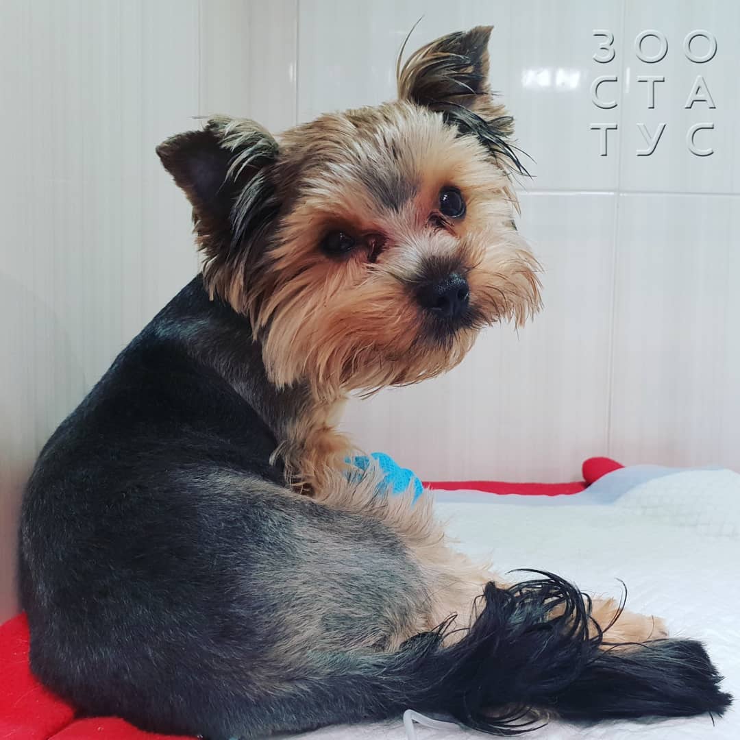 когда нужнo сменить корм кошке или собаке