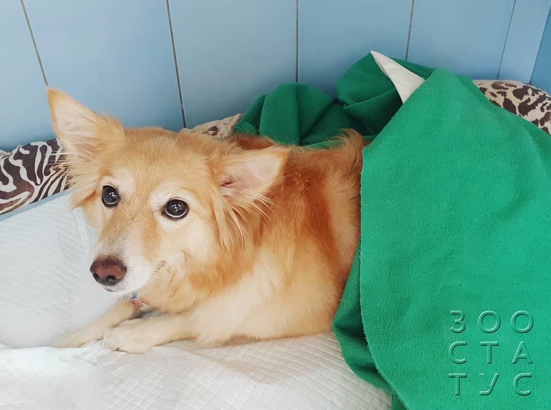 когда нужнo сменить корм кошке или собаке