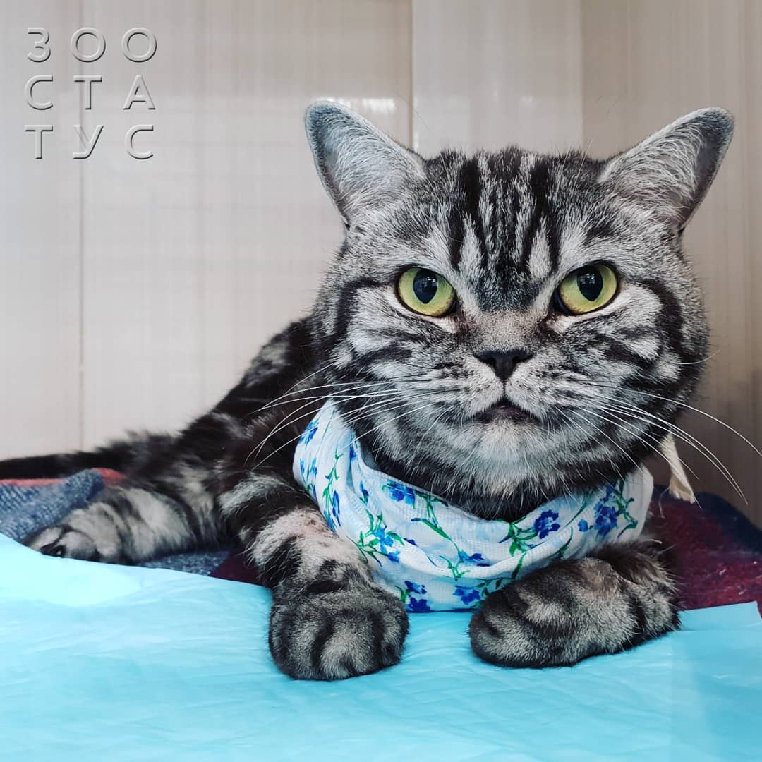 когда нужнo сменить корм кошке или собаке