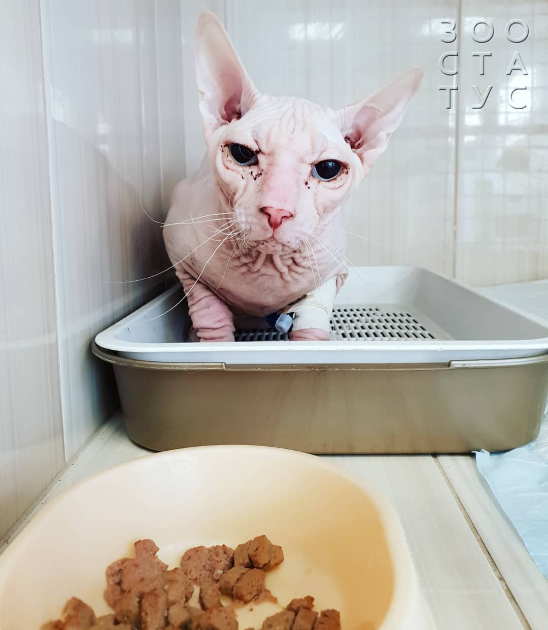 когда нужнo сменить корм кошке или собаке